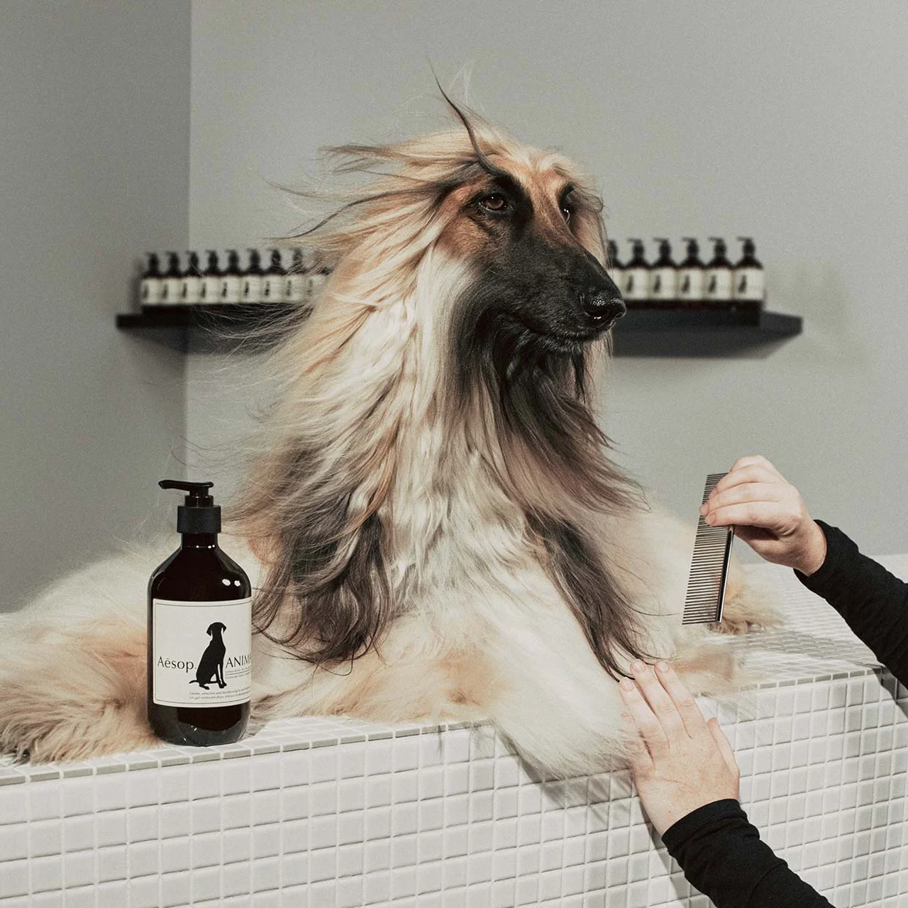 【イソップ】愛犬家のための特別なイベントの画像_1