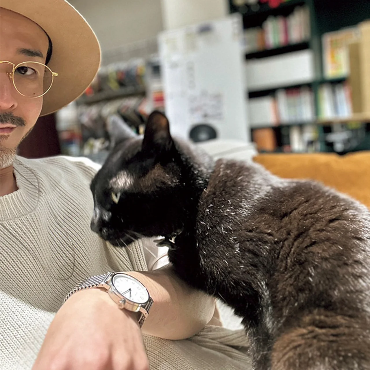 猫