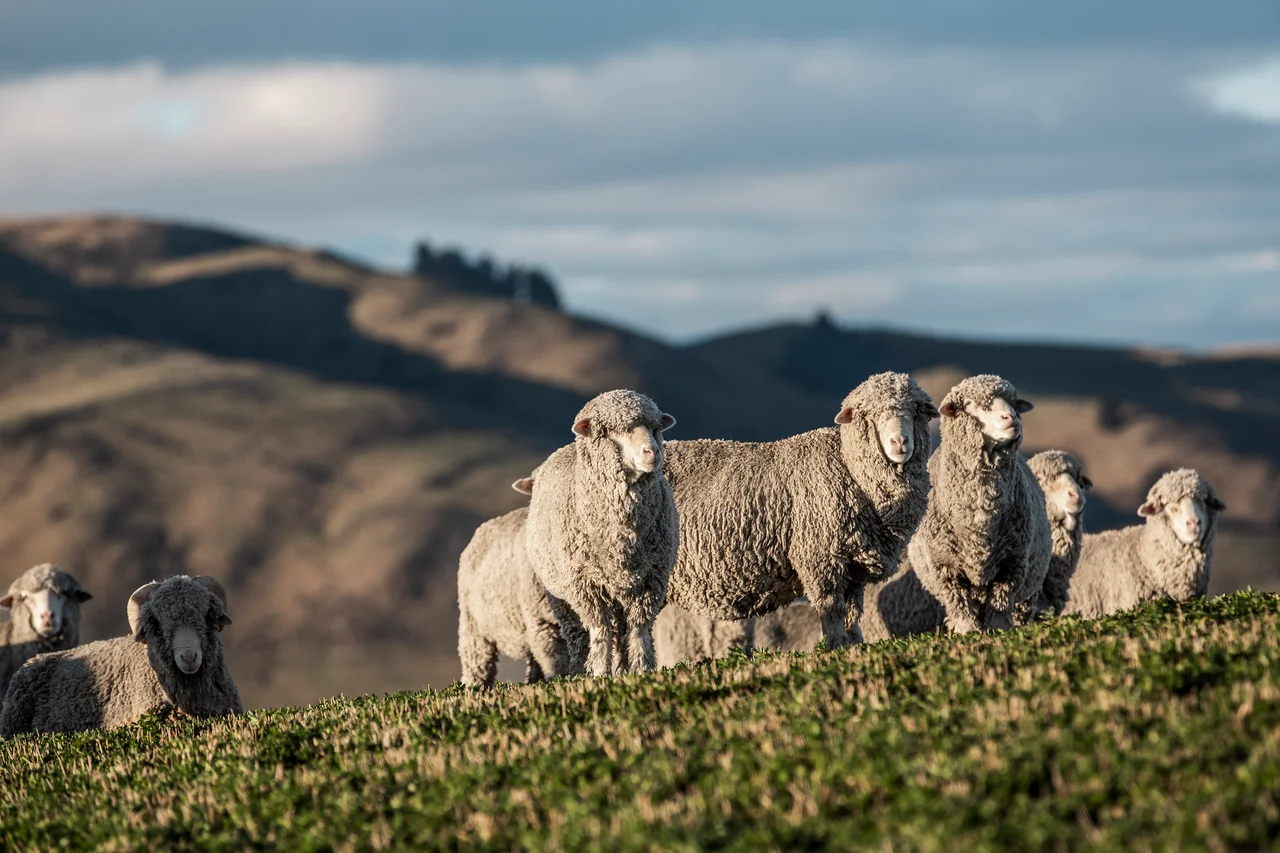 【ロロ・ピアーナ】世界最高峰のウールを称の画像_9