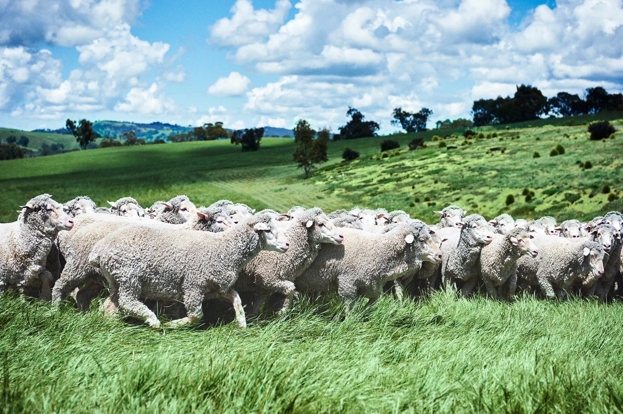 【ロロ・ピアーナ】世界最高峰のウールを称の画像_7