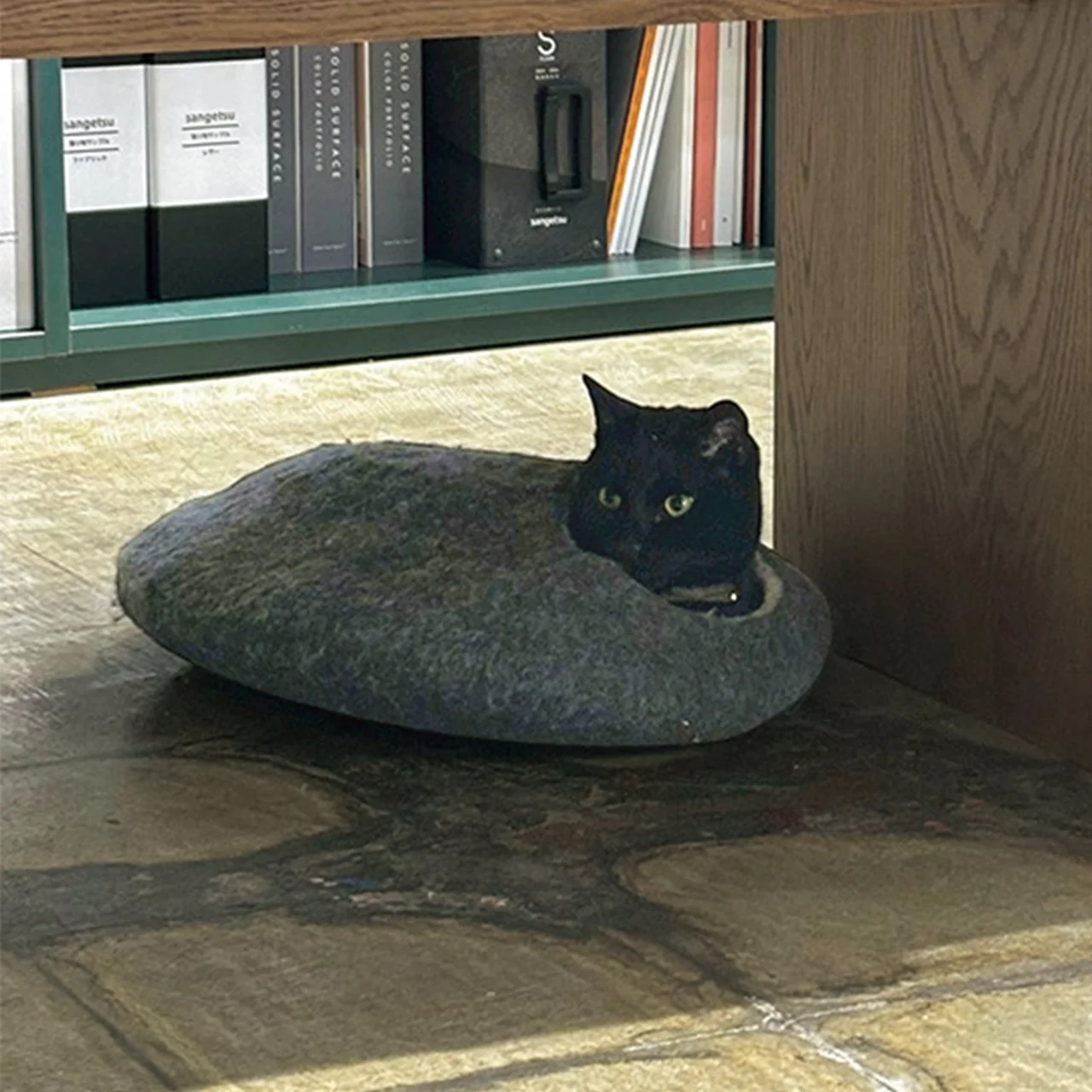 猫 4