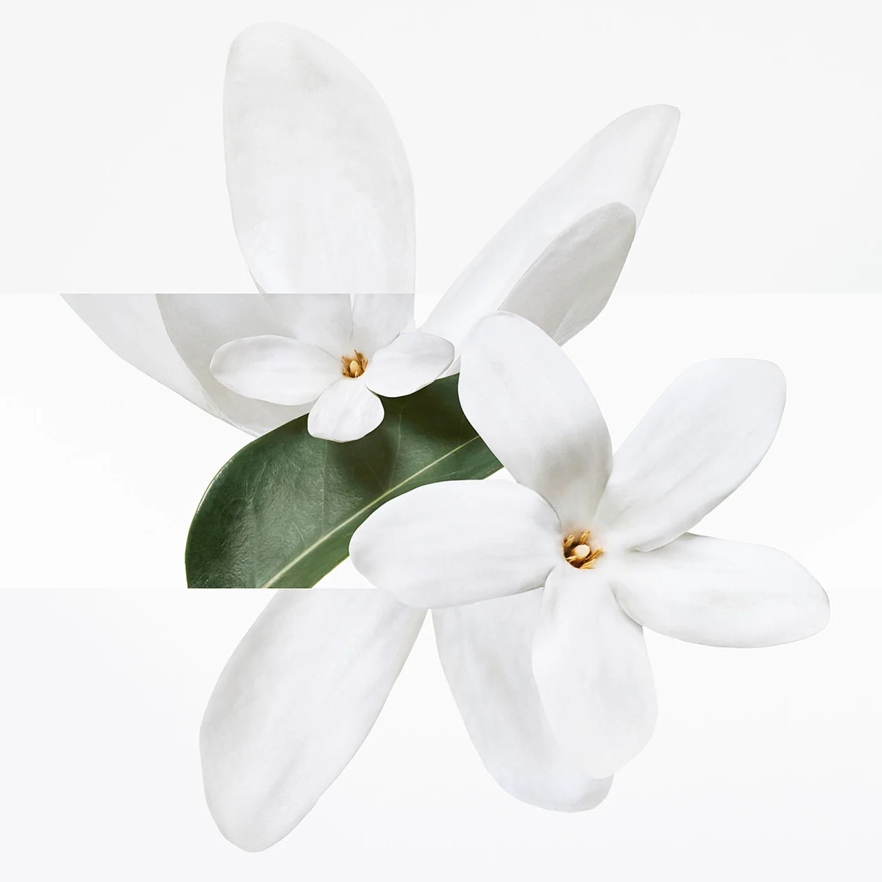 ティアレの花の甘さ