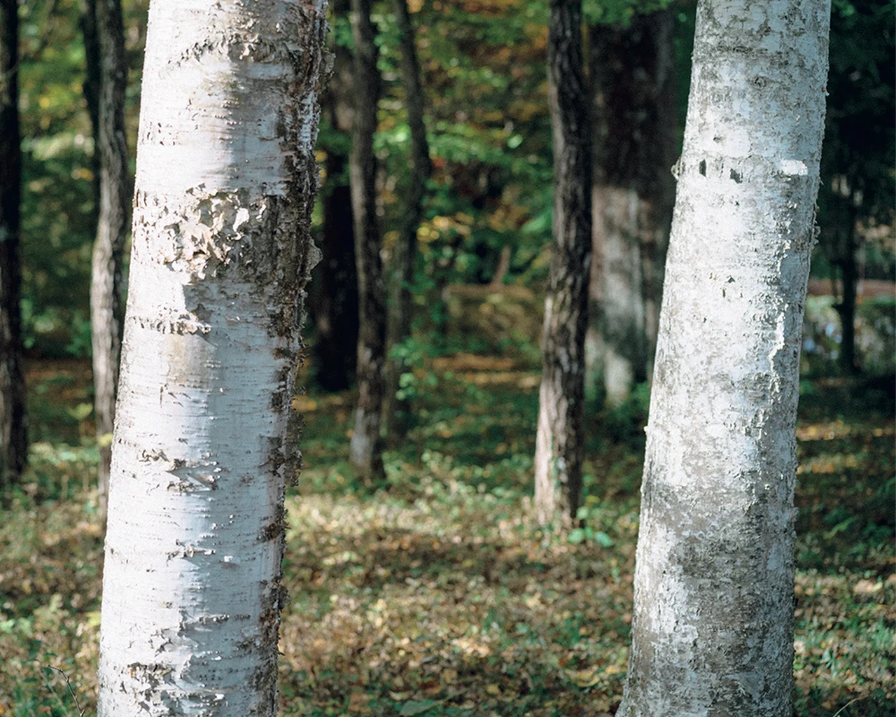 人気ダイヤル「白樺」のモチーフになった白樺林