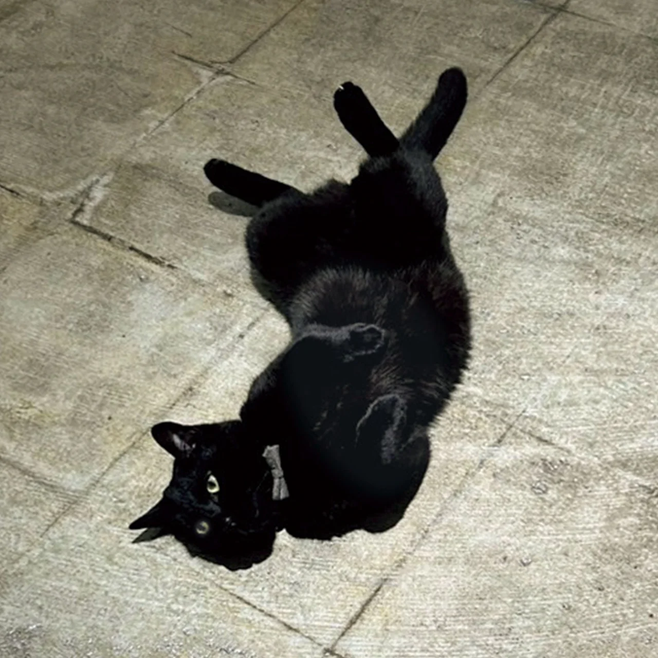 猫 3