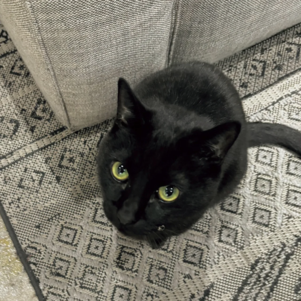 猫 2